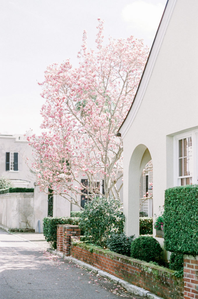 Pink flowering tree in downtown Charleston photographed on film by Kelsey Halm