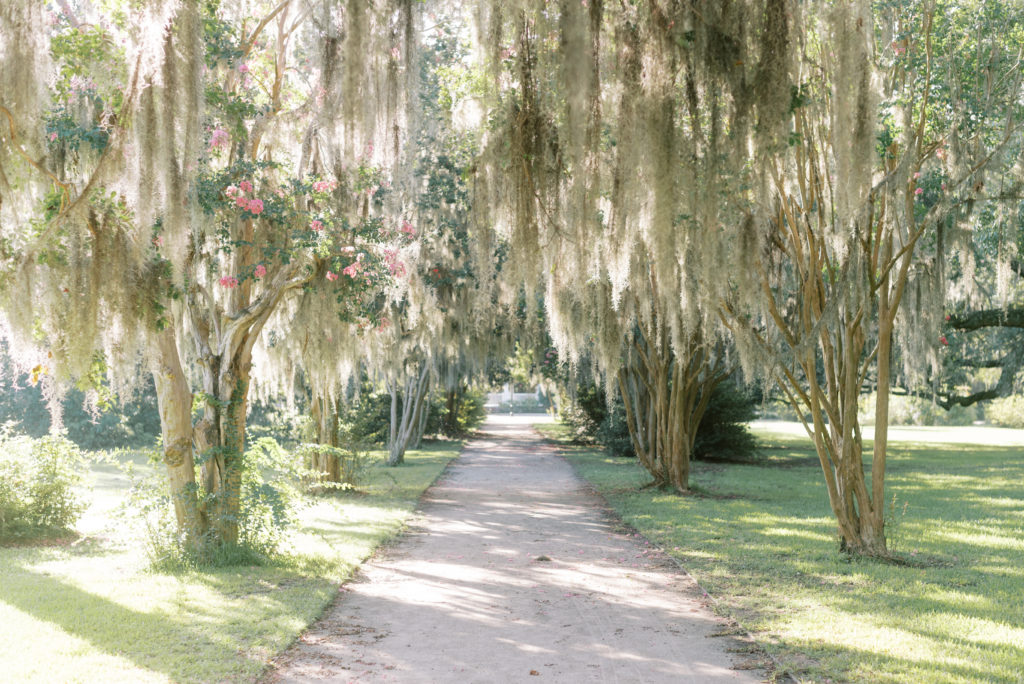 Crepe myrtles and spanish moss in Hampton park in August
