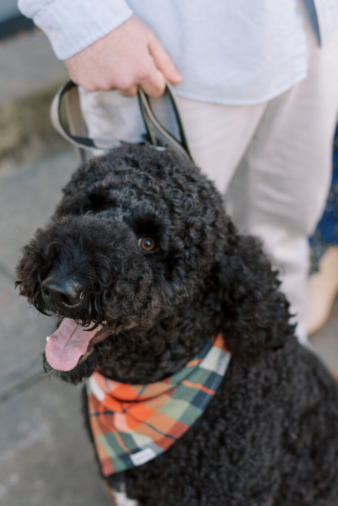 A black doodle dog wearing a red and green plaid bandana around its neck, sitting on a white background with a slight tilt to its head.