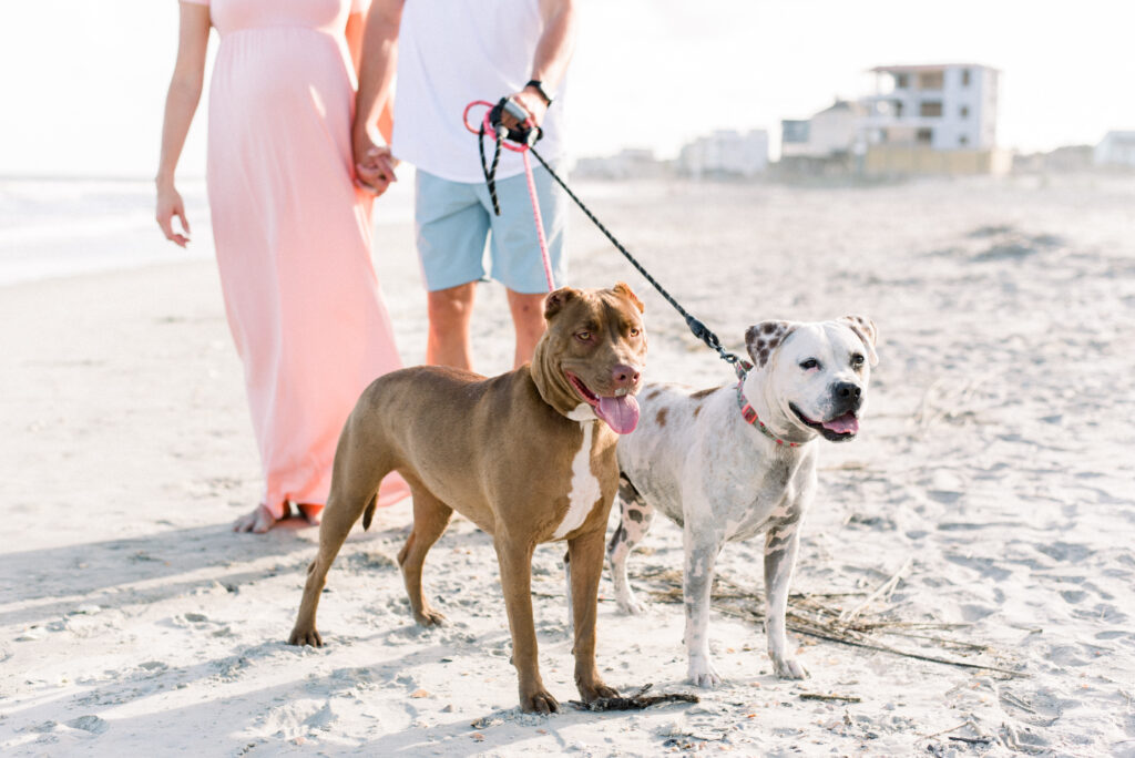 A photograph of a couple standing on a beach holding their two rescue dogs on leashes. The woman is wearing a pink dress and the man is wearing a white shirt and blue shorts. The dogs are looking at the camera and enjoying the beautiful scenery of the beach
