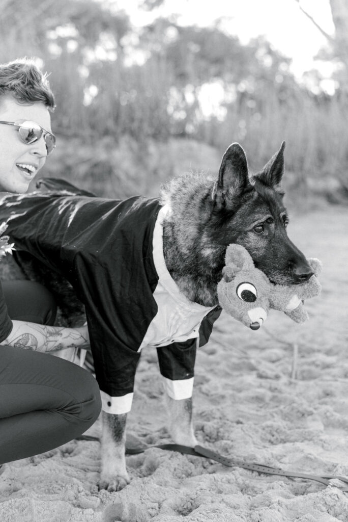 A black and white image of a German Shepherd dog wearing a tuxedo, standing on the beach, and holding a stuffed animal in his mouth