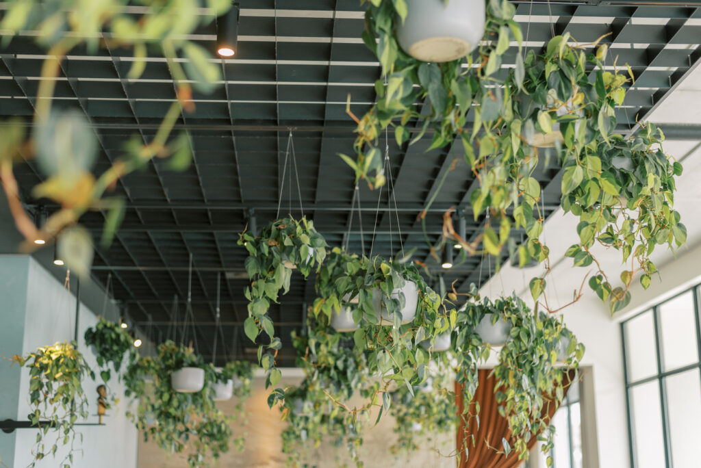 plants hang from the ceiling in cafe quiquiriqui