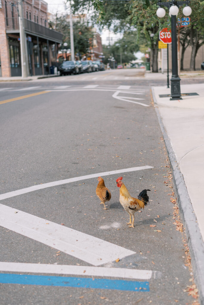Chickens in downtown Ybor City Tampa neighborhood