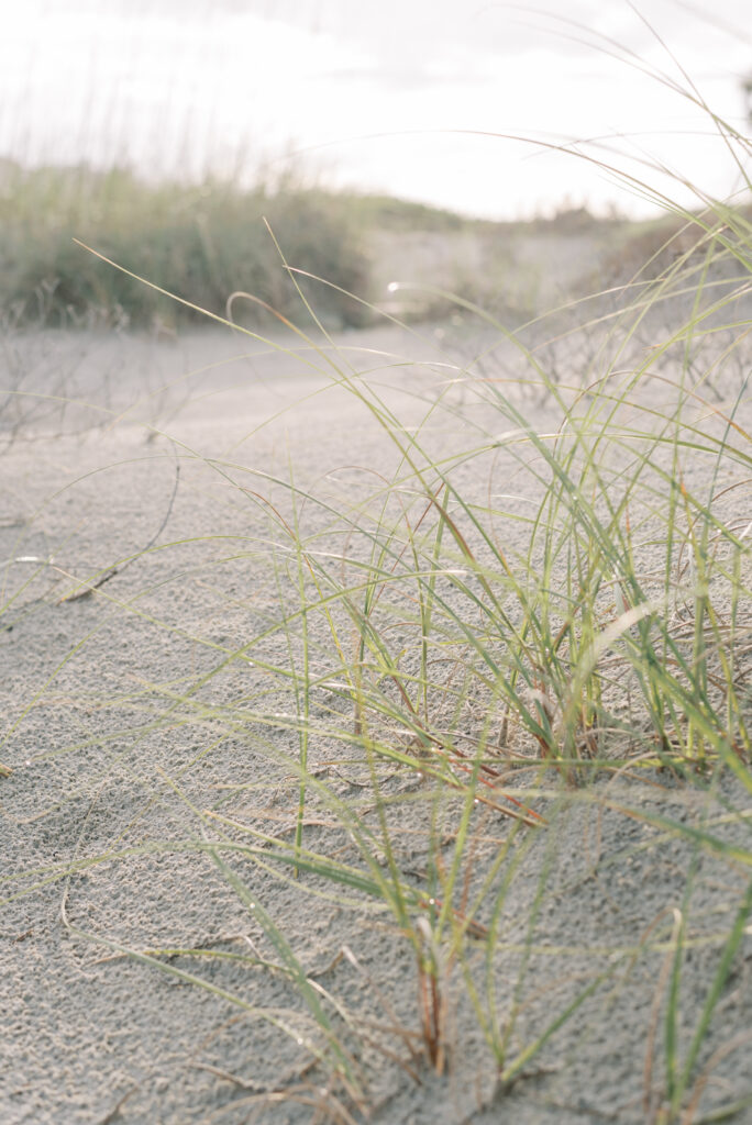 sea grass on a sand dune at sunset on kiawah island