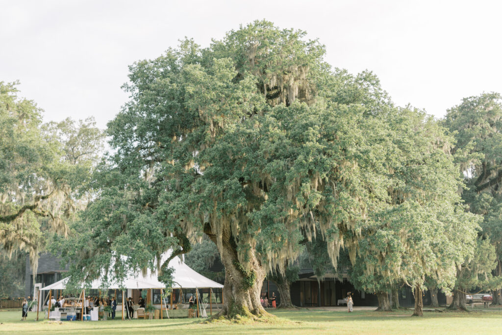 Sailcloth tent under the oaks at Middleton Place