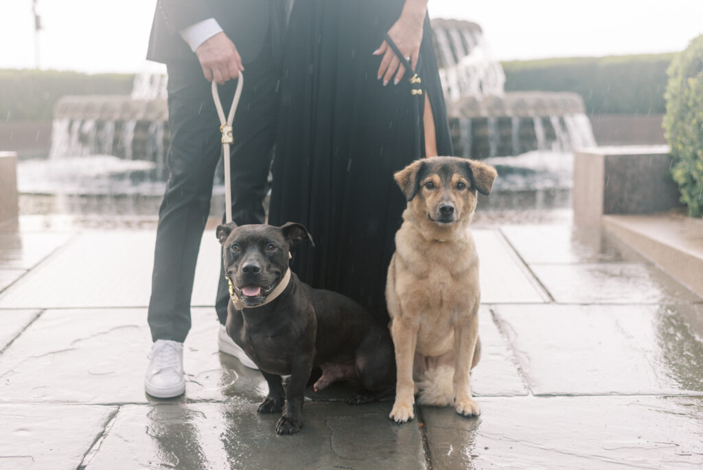 Close up of two dogs sitting at their owners feet during a rainy engagement session in Charleston SC