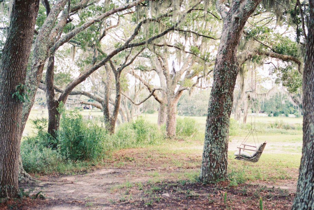 Swing in a tree overlooking the marsh with Spanish Moss
