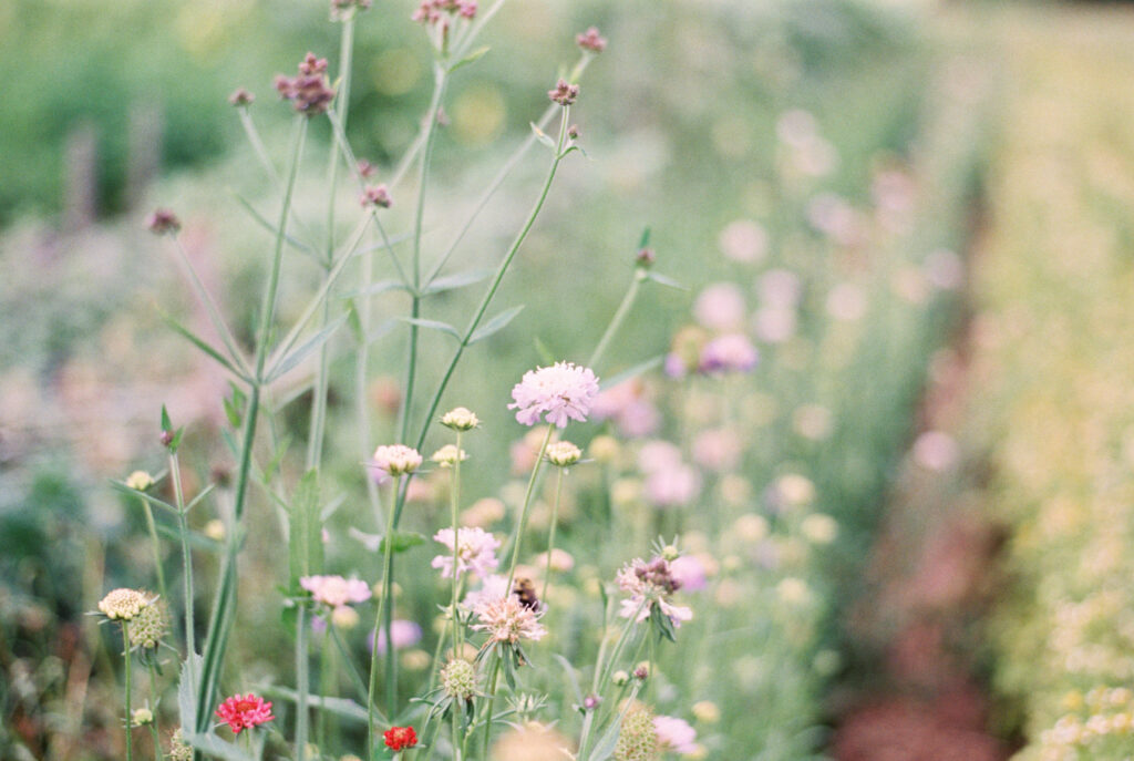 film photograph of blooming flowers on an organic flower farm in Charleston