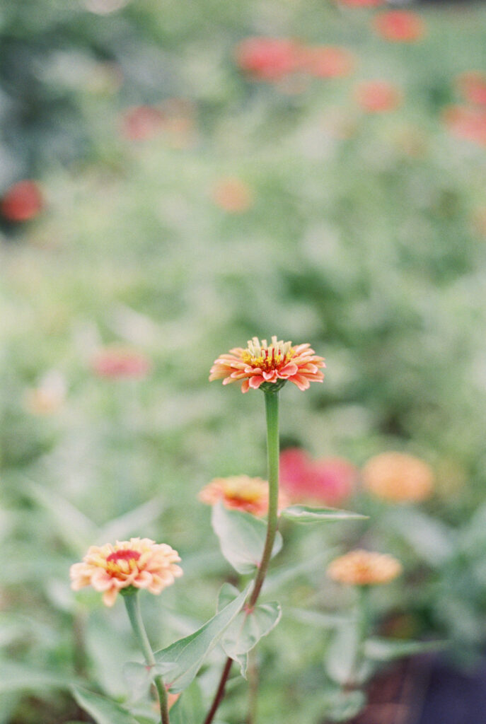 Close up of an orange flower photographed on film